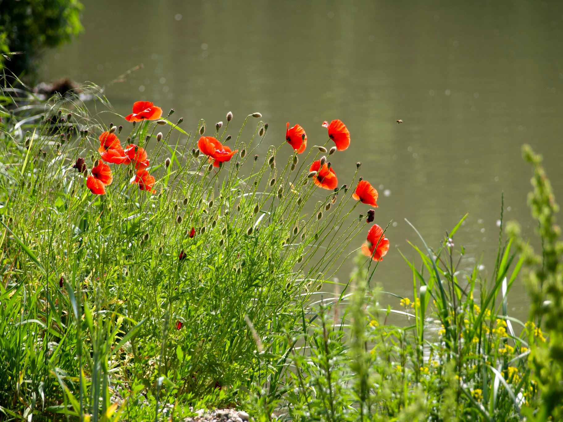 Od trave do rajčice (s malo kravljeg sira)