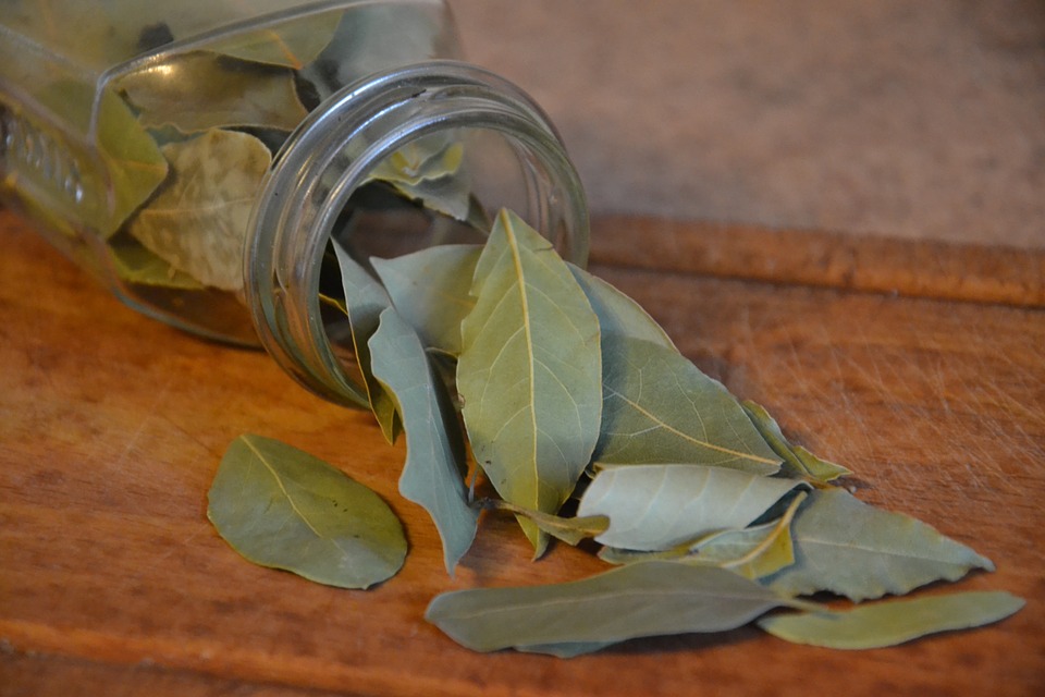 Laurus nobilis